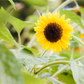 Sonnenblumensamen 'Sunbright'