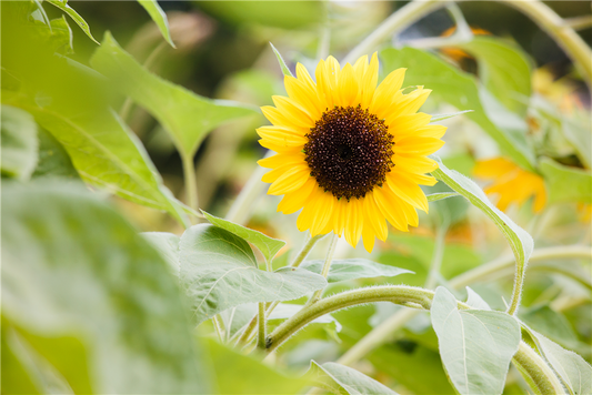 Sonnenblumensamen 'Sunbright'