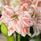 Ritterstern 'Dancing Queen'®