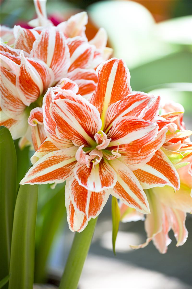 Ritterstern 'Dancing Queen'®