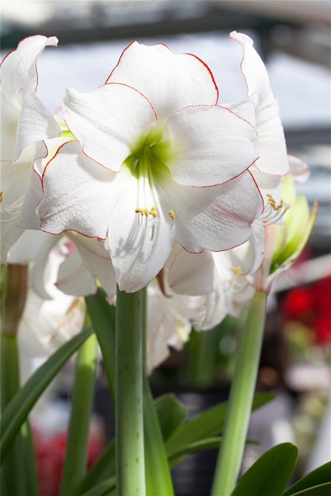 Ritterstern 'Picotee'