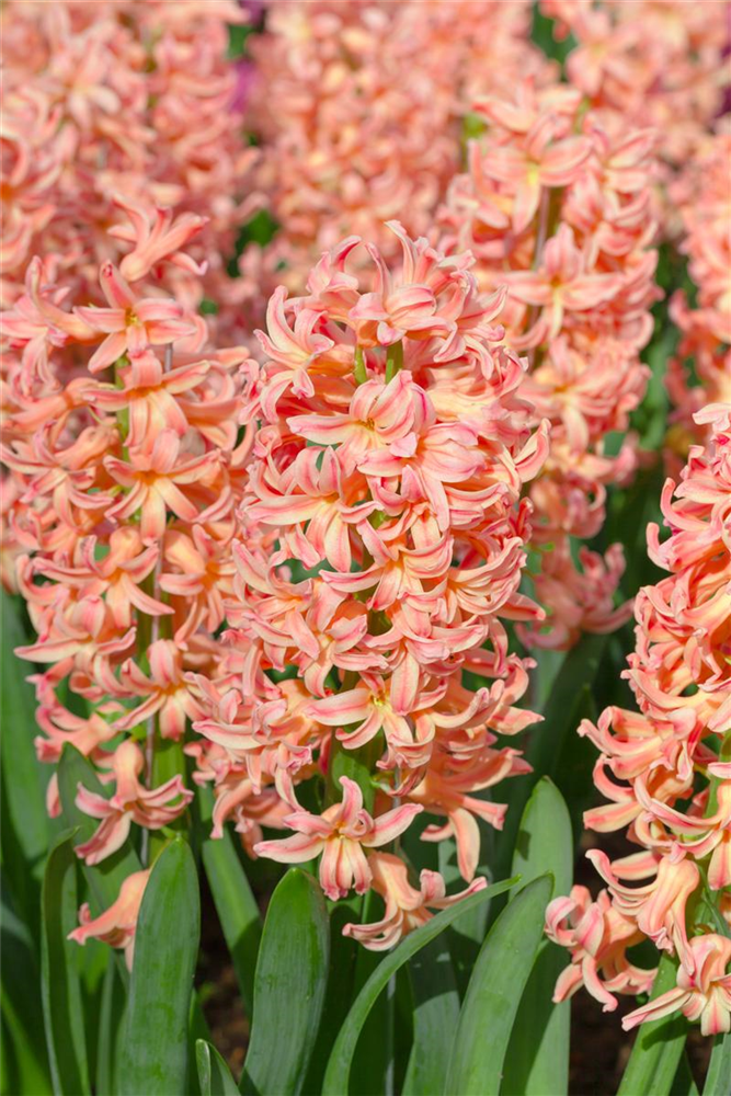 Hyazinthe 'Gipsy Queen' - 5 Blumenzwiebeln