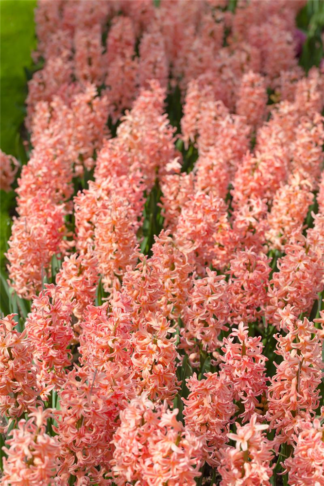 Hyazinthe 'Gipsy Queen' - 5 Blumenzwiebeln