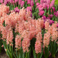 Hyazinthe 'Gipsy Queen' - 5 Blumenzwiebeln