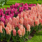 Hyazinthe 'Gipsy Queen' - 5 Blumenzwiebeln