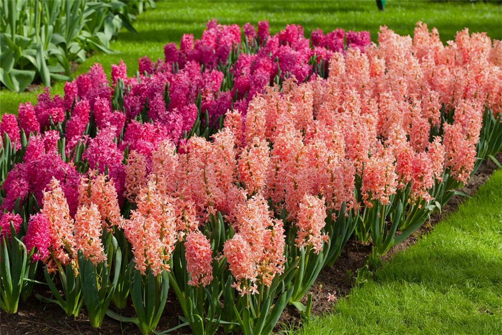 Hyazinthe 'Gipsy Queen' - 5 Blumenzwiebeln