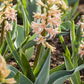 Hyazinthe 'Gipsy Queen' - 5 Blumenzwiebeln