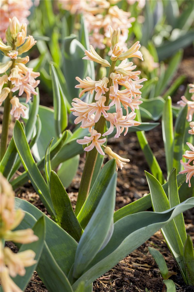 Hyazinthe 'Gipsy Queen' - 5 Blumenzwiebeln