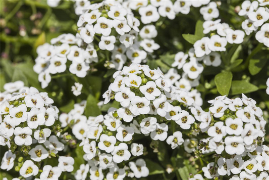 Duftsteinrichsamen 'Schneedecke'