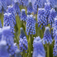 Traubenhyazinthe 'Blue Magic' - 25 Blumenzwiebeln
