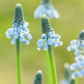 Traubenhyazinthe 'Blue Magic' - 25 Blumenzwiebeln