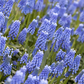 Traubenhyazinthe 'Blue Magic' - 10 Blumenzwiebeln