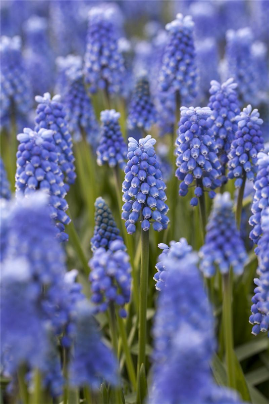 Traubenhyazinthe 'Blue Magic' - 10 Blumenzwiebeln
