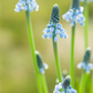 Traubenhyazinthe 'Blue Magic' - 10 Blumenzwiebeln