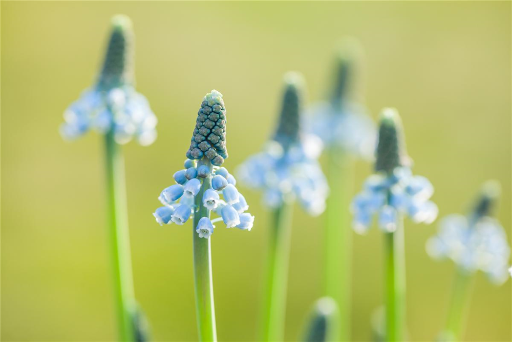Traubenhyazinthe 'Blue Magic' - 10 Blumenzwiebeln