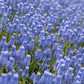 Traubenhyazinthe 'Blue Magic' - 10 Blumenzwiebeln
