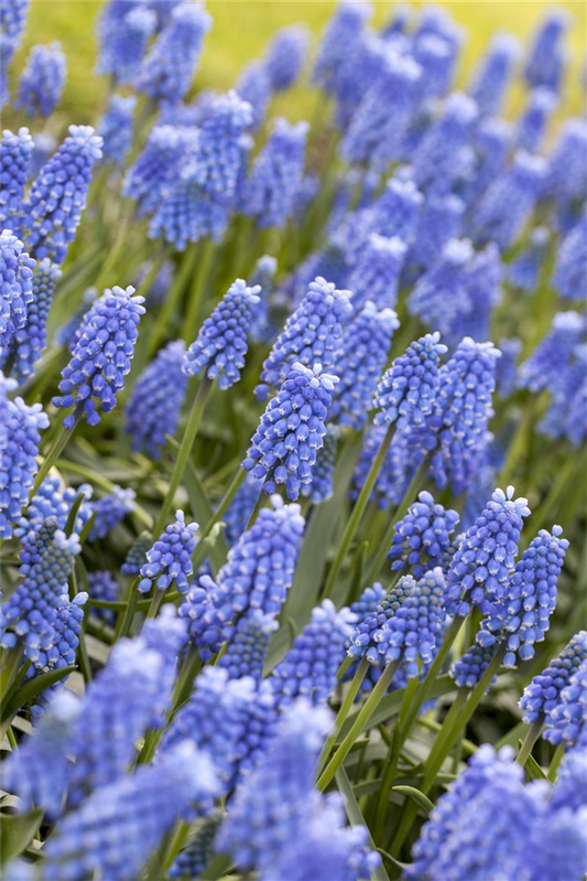 Traubenhyazinthe 'Blue Magic' - 25 Blumenzwiebeln