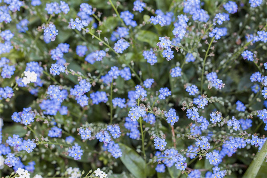 Vergissmeinnichtsamen 'Ultramarine Zwerg'