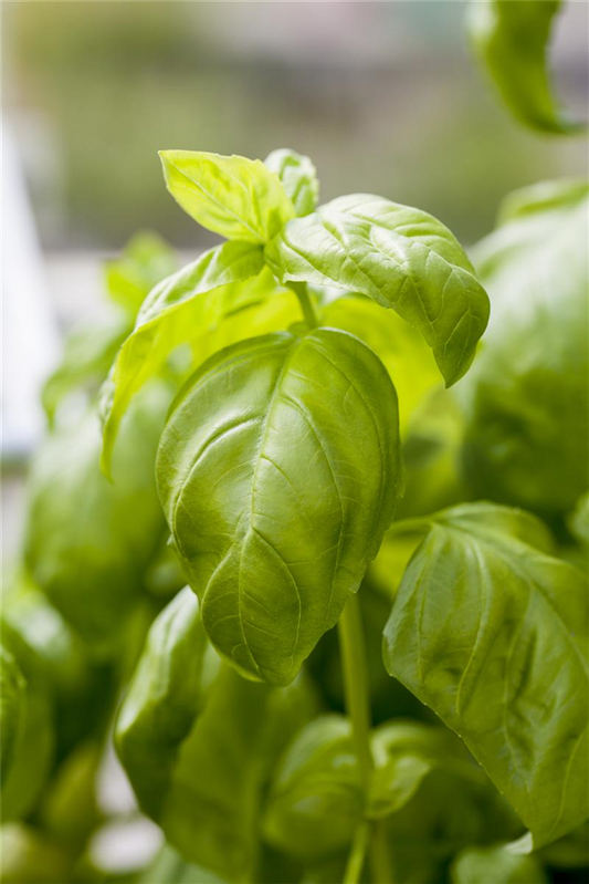 Basilikum