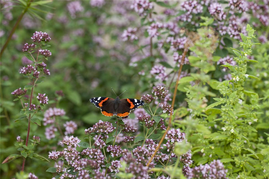 Nektar Blumenmischung-Samen