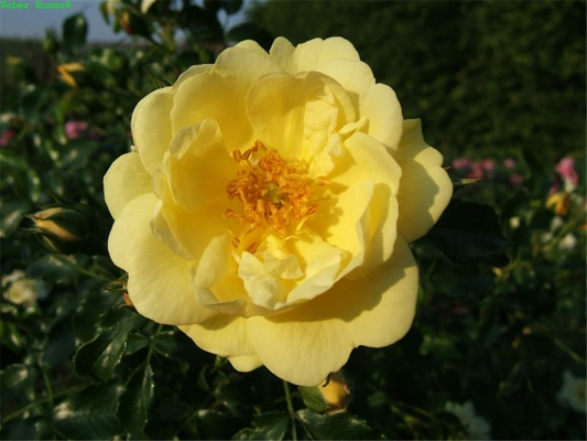 Bodendeckerrose 'Sunny Rose'®