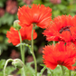 Orientalischer Mohn-Samen