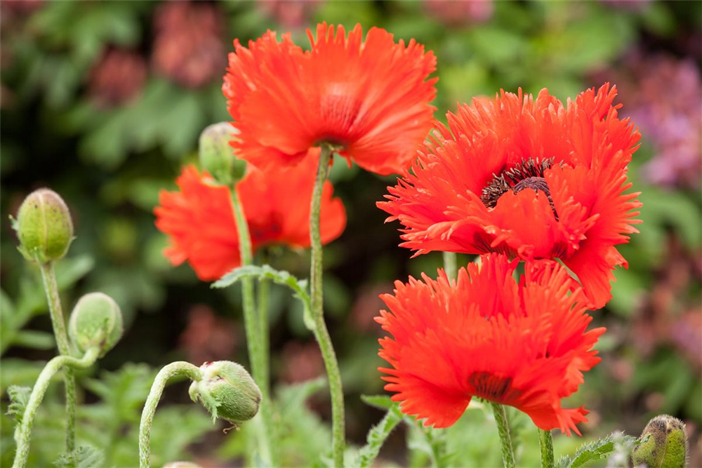 Orientalischer Mohn-Samen