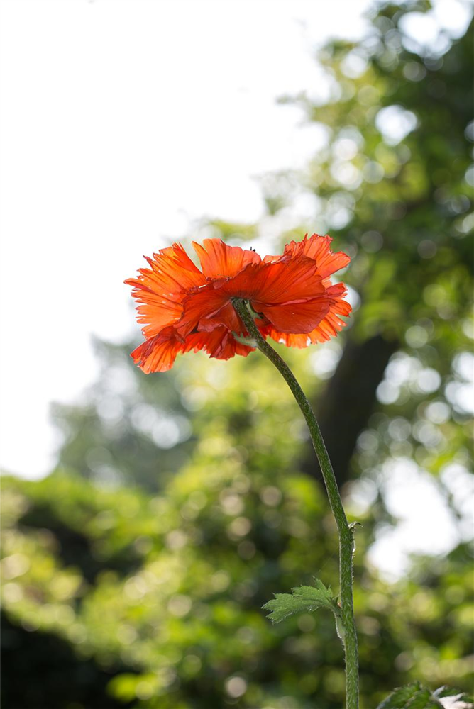 Orientalischer Mohn-Samen