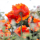 Orientalischer Mohn-Samen