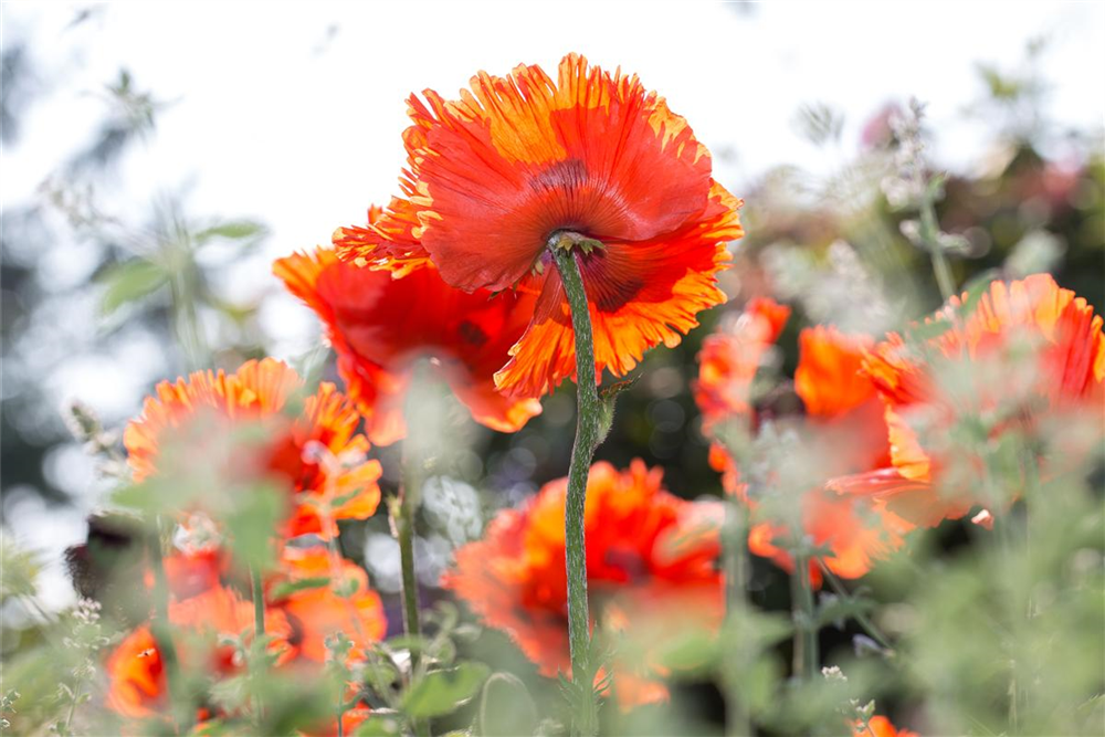 Orientalischer Mohn-Samen