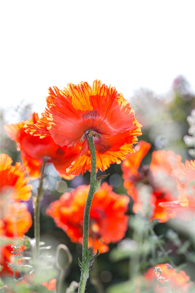 Orientalischer Mohn-Samen