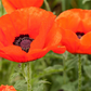 Orientalischer Mohn-Samen