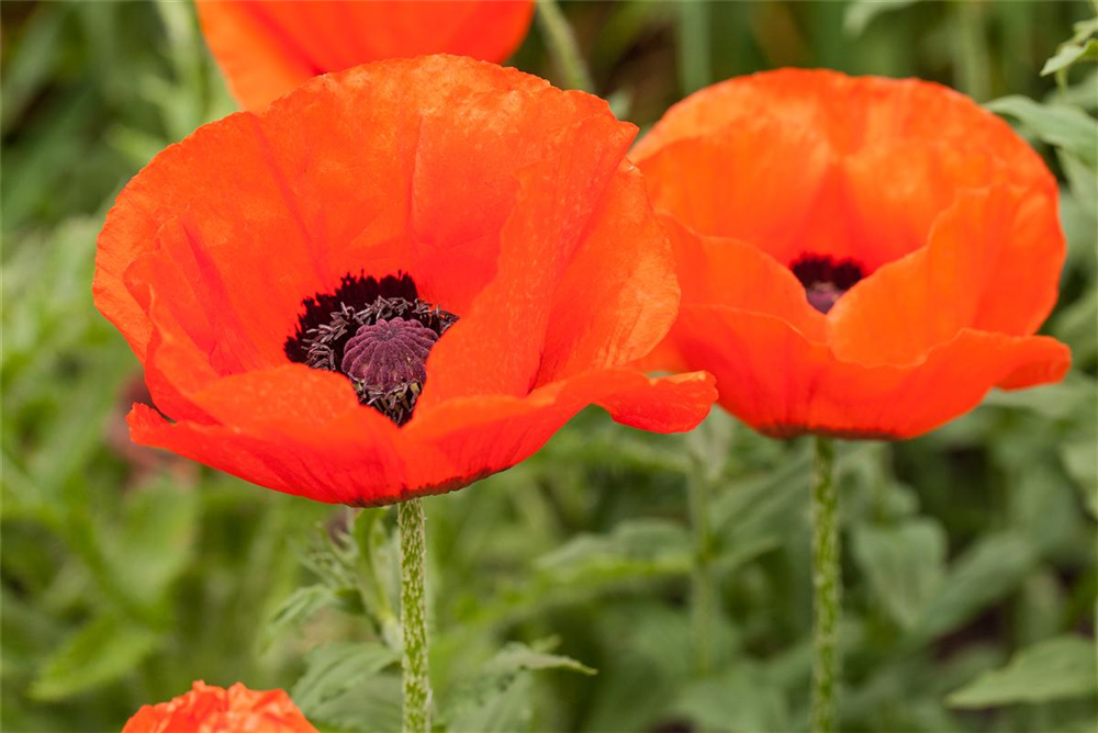 Orientalischer Mohn-Samen