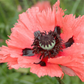 Orientalischer Mohn-Samen