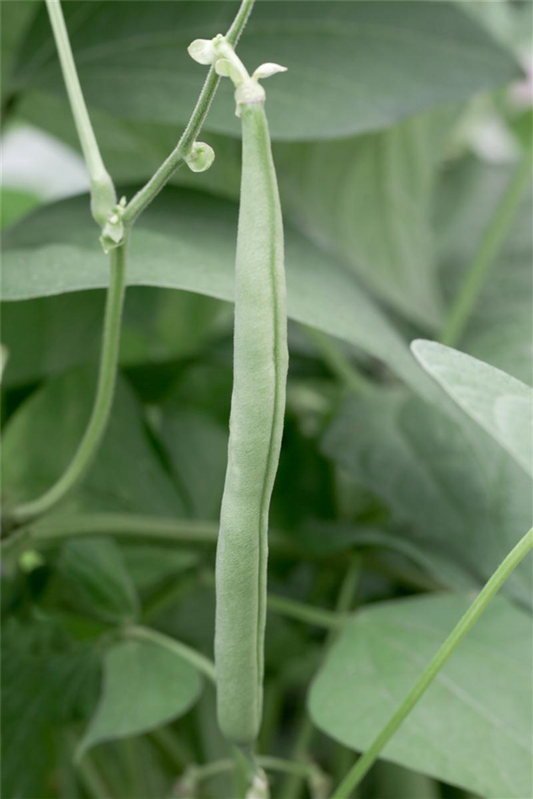 Buschbohnensamen 'Bartava'