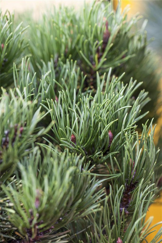 Berg-Kiefer 'Carsten's Wintergold'