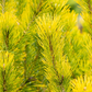 Berg-Kiefer 'Carsten's Wintergold'