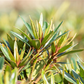 Pontischer Rhododendron 'Graziella' - Hecke