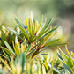 Pontischer Rhododendron 'Graziella' - Hecke