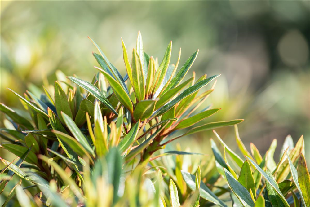 Pontischer Rhododendron 'Graziella' - Hecke