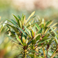 Pontischer Rhododendron 'Graziella' - Hecke