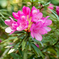 Pontischer Rhododendron 'Graziella' - Hecke