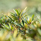 Pontischer Rhododendron 'Graziella' - Hecke