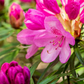 Pontischer Rhododendron 'Graziella' - Hecke