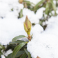 Pontischer Rhododendron 'Graziella' - Hecke