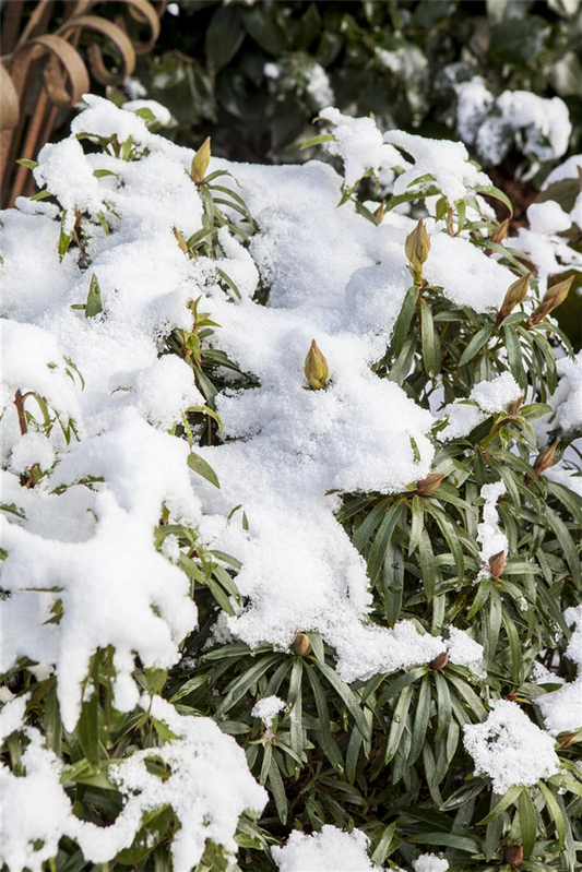 Pontischer Rhododendron 'Graziella' - Hecke