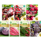 Saatgut Set 'Rote Sorten'