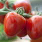 Tomatensamen 'Gardenberry'