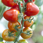Tomatensamen 'Gardenberry'