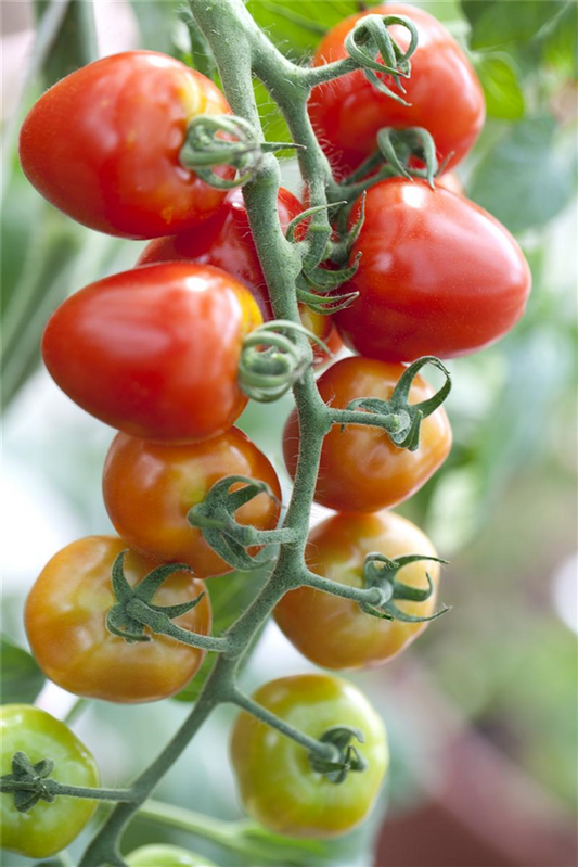 Tomatensamen 'Gardenberry'
